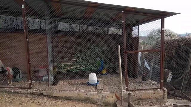 Павлин распускает хвост!! Красотища!! смотреть онлайн