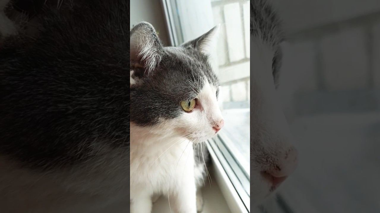 Снег кружится летает, летает. #кот #мурзик #снег #зима #добро #питомец #лайк #любовь смотреть онлайн