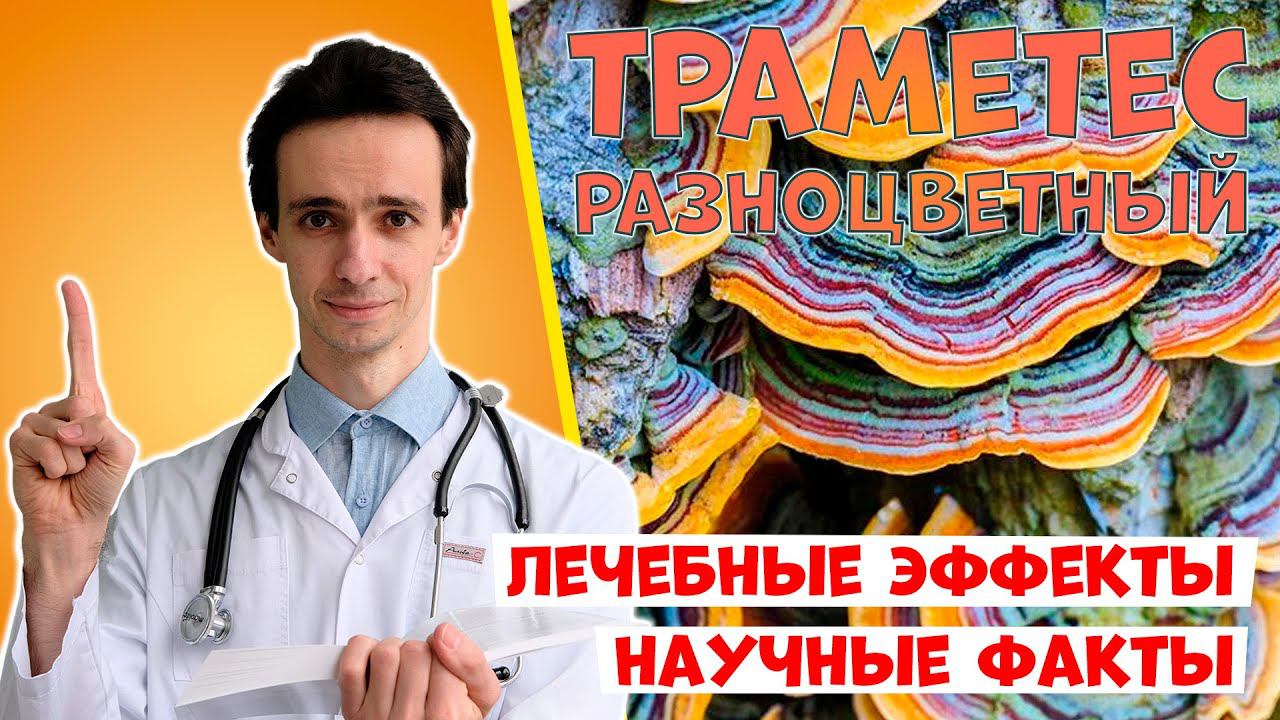 Траметес разноцветный (хвост индейки): лечебный гриб №1 в онкологии. Все лечебные свойства гриба смотреть онлайн