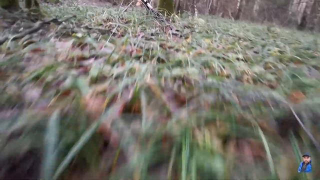 11.11.2023 сложно поверить, но в лесу все ещё есть грибы! Жёлтый ежовик, пробуем первый раз.