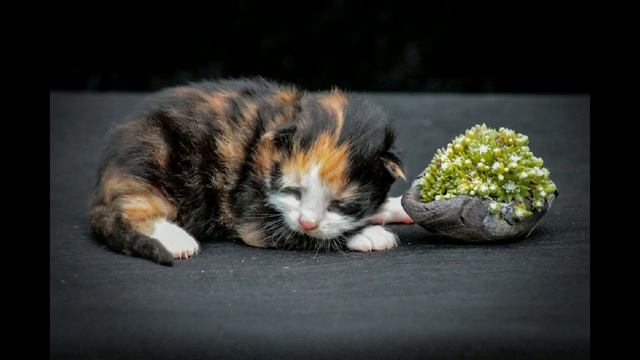 Как назвать котёнка. Лучшие клички для котов. смотреть онлайн