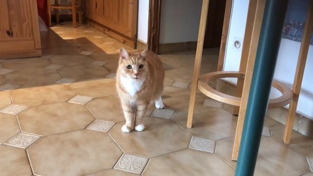 Французский кот не понимает по-русски))) смотреть онлайн