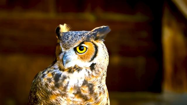 Легко ли быть птицей