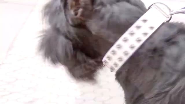 Riesenschnauzer and Pitbull wearing White Studded Dog Collar смотреть онлайн