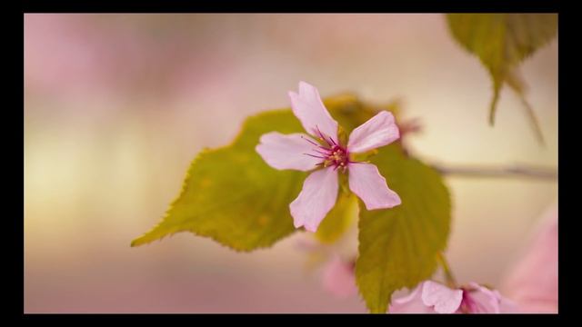 7Artisans 35mm F0.95 - [Best FAST Budget Lens For MFT?]