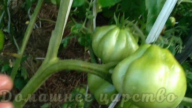 Сорта томатов! ЦАРЬ ТРЮФЕЛЬ - ПРОСТО МЕГАУРОЖАЙНЫЙ!!! Вы просто обязаны его посадить!!! смотреть онлайн