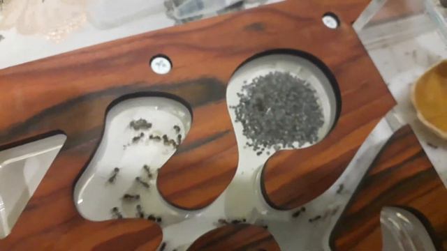 Dark-Ross63/Муравьи Жнецы! Начало. смотреть онлайн