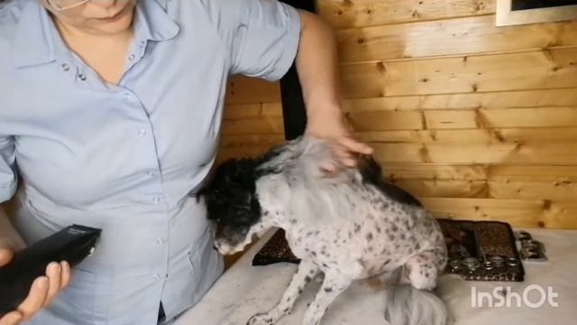Видео-урок12 по стрижке собак и кошек своими руками уши китайской хохлатой