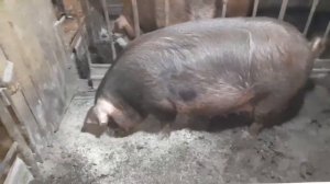 отопление  в свинарнике .О печке,поросятах и свиноматках