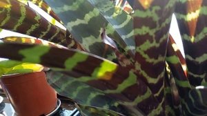 деление вриезии на детки после цветения