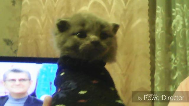 Мой котёнок смотреть онлайн