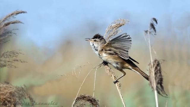 Голоса птиц Как поёт Камышовка дроздовидная Acrocephalus arundinaceus.mp4 смотреть онлайн