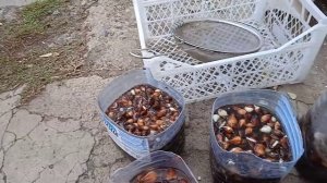 Подготовка луковиц тюльпанов к посадке.