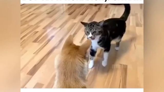 Кот тролит собаку The cat makes fun of the dog смотреть онлайн