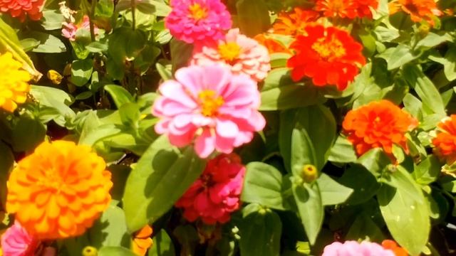 Узбекистан. Красота! Фестиваль цветов 2022 Ташкенте | Flower festival 2022 in Tashkent City. Review смотреть онлайн