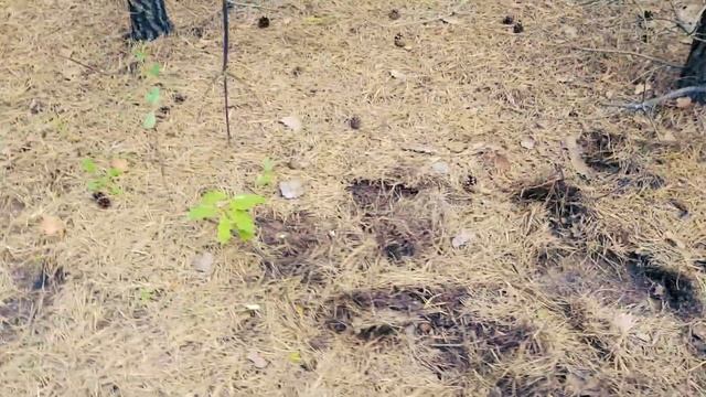 Рыжики. Маслята. 6 августа 2019 смотреть онлайн