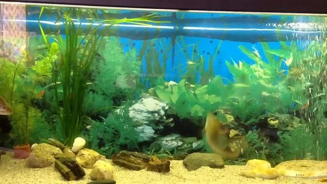 Бассы в аквариуме / Bass in the tank смотреть онлайн