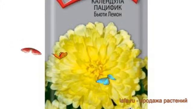 Календула обыкновенный Пацифик Бьюти лемон ? обзор: как сажать, семена календулы Пацифик Бьюти лемо смотреть онлайн