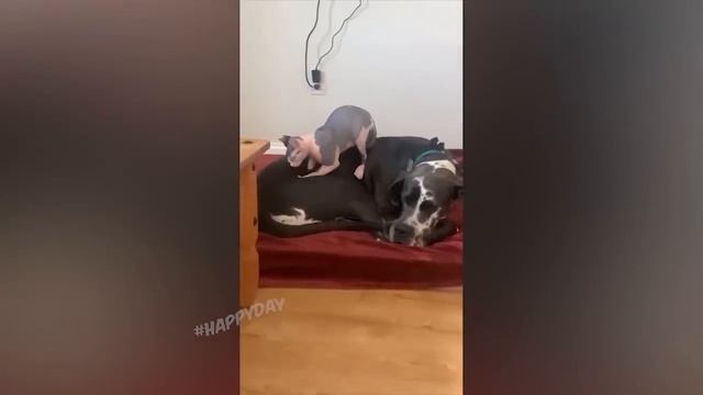 Я РЖАЛ ЦЕЛЫЙ ЧАС?КОШКИ 2022 ЛУЧШИЕ ПРИКОЛЫ СМЕШНЫЕ ЖИВОТНЫЕ ЗА ВЕСЬ ЯНВАРЬ 2022 смотреть онлайн