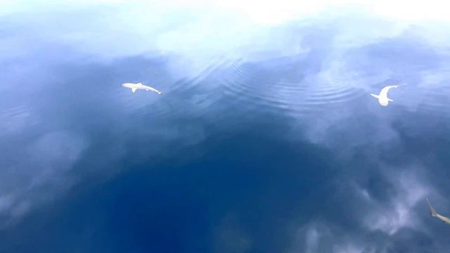 French Polynesia / Французская полинезия смотреть онлайн