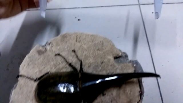 Amazing!! Biggest Hercules beetle in the world(Dynastes hercules, Dynastinae) 169mm смотреть онлайн