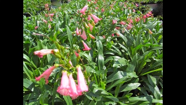 ПЕНСТЕМОН (PENSTEMON)  сем. Норичниковые смотреть онлайн