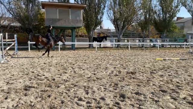 Cantador 09 grand prix showjumping horse for sale смотреть онлайн