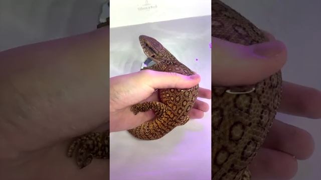 Купаю Капского Варана Кими смотреть онлайн