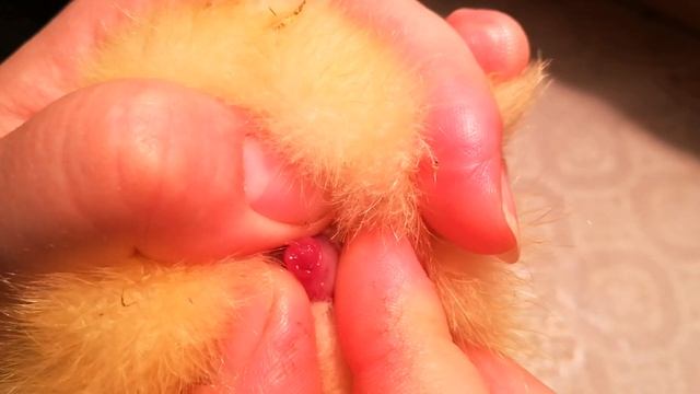 Как ОПРЕДЕЛИТЬ ПОЛ суточных гусят смотреть онлайн