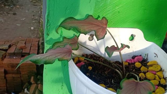 Viral Inilah Bunga Krladi Hias Bunga Keladi Keris yang Langkah смотреть онлайн