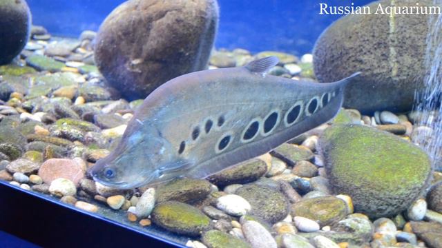 Нож индийский глазчатый - Notopterus chitala смотреть онлайн