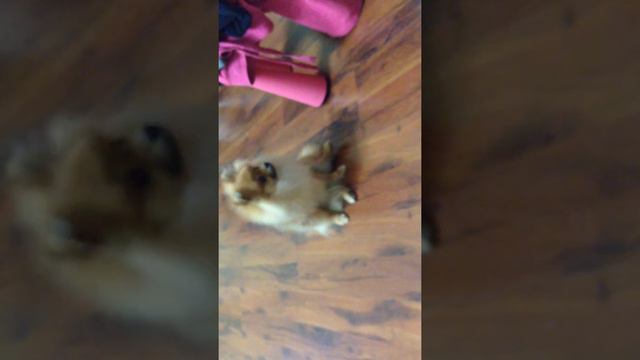 Мой щенок Чоко 1