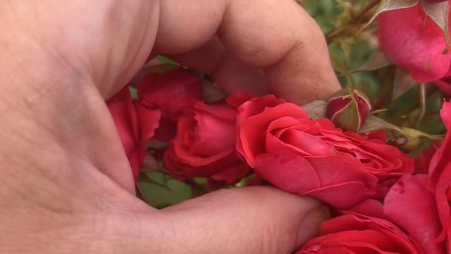 Цветение зимостойких Роз со спреевым цветением. Питомник Роз ЕЛЕНЫ ИВАЩЕНКО смотреть онлайн