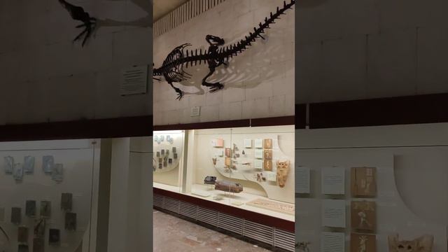 Палеонтологический музей им. Ю.А.Орлова Москва 2024 / dinosaurs/ Paleontology смотреть онлайн