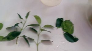 Дипладения - размножение черенками