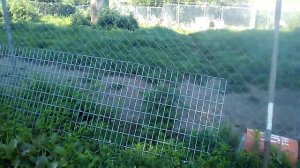 #186 Как защитить ваших кур, уток и  гусей от лис от лис