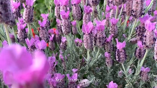 Spanish lavender (Lavandula stoechas) смотреть онлайн