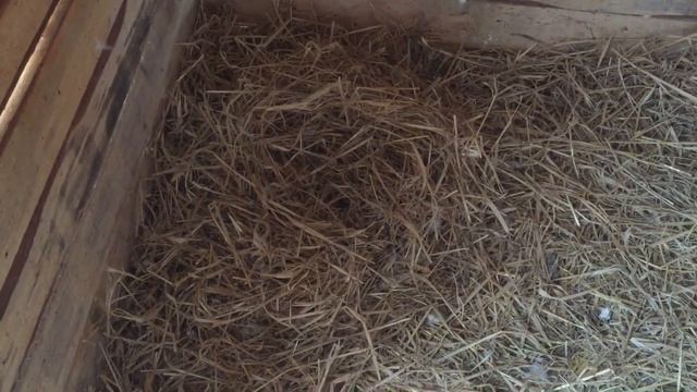 Помогаю Гусям строить гнездо для яйцекладки/ Гусиное гнездо, одно или два? смотреть онлайн