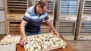 Режимы инкубации бройлерного яйца / Внимание! скидка 22 %
