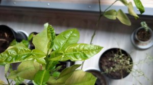 Цитрусы после залива. Уроки выживания редких сортов цитрусовых. Реанимация цитрусовых.