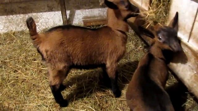 козочки чешской породы, продаются смотреть онлайн