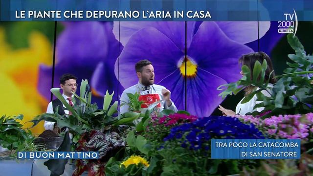 Di Buon Mattino (Tv2000) - Come ripulire l'aria delle case con le piante fitodepuranti смотреть онлайн