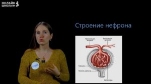 Выделение. Строение и функции мочевыделительной системы. Видеоурок 27. Биология 8 класс
