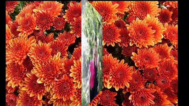 Untitled С днём рождения, ИРА !!! смотреть онлайн