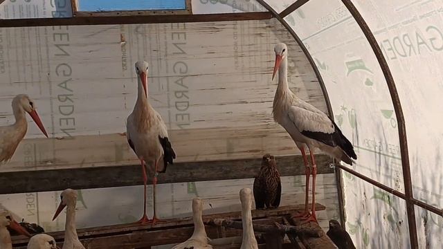 18.11.23. подогрев теплицы смонтирован! смотреть онлайн