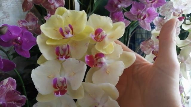 🌻Какая же она СКАЗОЧНАЯ🌻🦋/бабочка Мирафлор/🦋🌻(22.03.2022) смотреть онлайн