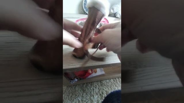 Сапоги зимние для маленьких собак смотреть онлайн