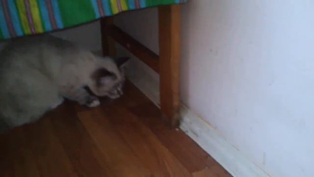 мурзик ловит мышь в общаге по ул. Монтажников 32 "а" г. Екатеринбург смотреть онлайн