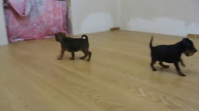 "F"-щенки, цвергпинчер смотреть онлайн