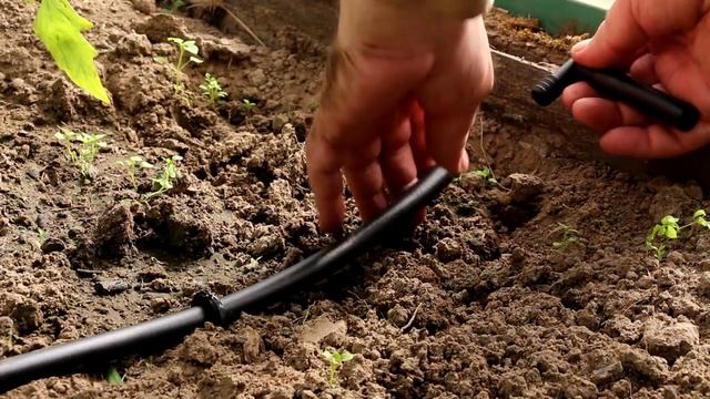 Капельный полив ЖУК - инструкция по сборке на участке